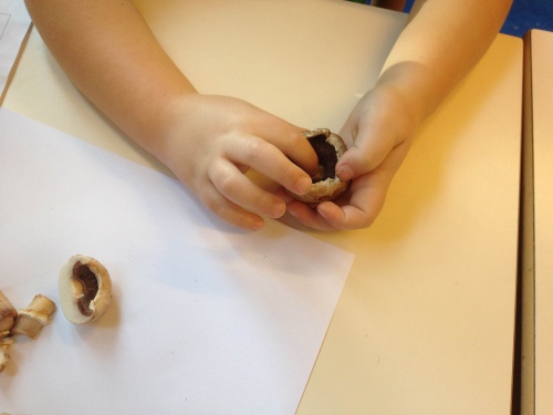 Onderzoekend leren onderbouw